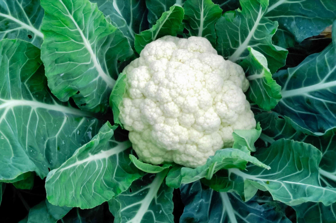 Trichoderma Pseudomonas Bacillus for Cauliflower