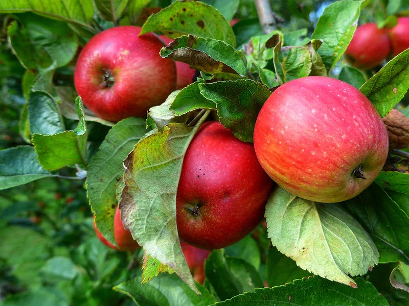 Streptomyces Lydicus for Apple Transplant Stress Management