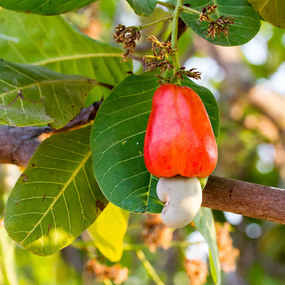 Trichoderma Pseudomonas Bacillus for Cashew