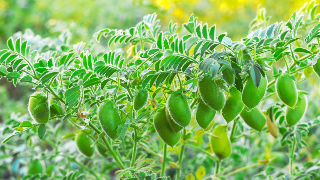Trichoderma Pseudomonas Bacillus for Chickpea