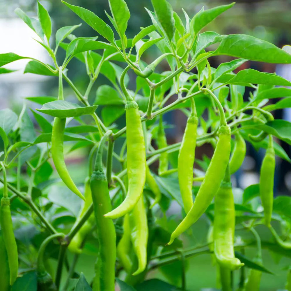 Trichoderma Pseudomonas Bacillus for Chilli