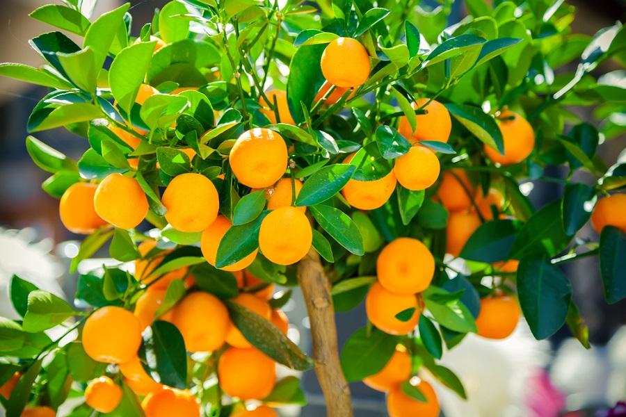 Streptomyces Lydicus Supplier in India for Citrus