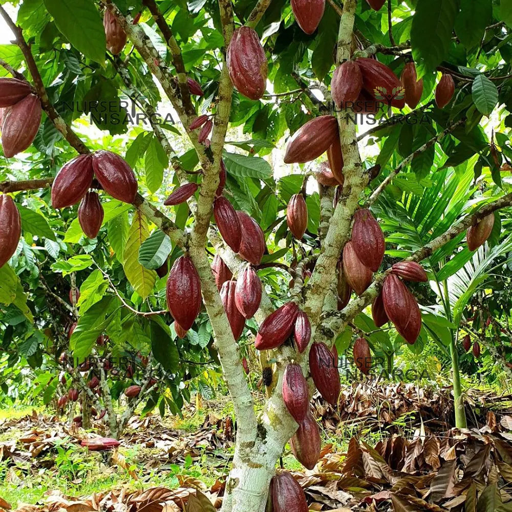 Trichoderma Pseudomonas Bacillus for Cocoa