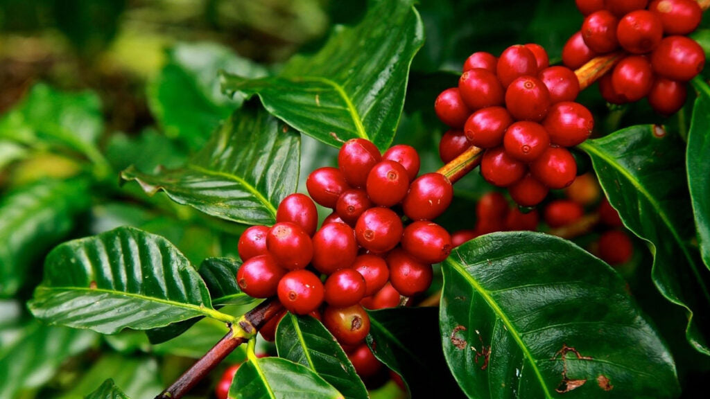 Trichoderma Pseudomonas Bacillus for Coffee