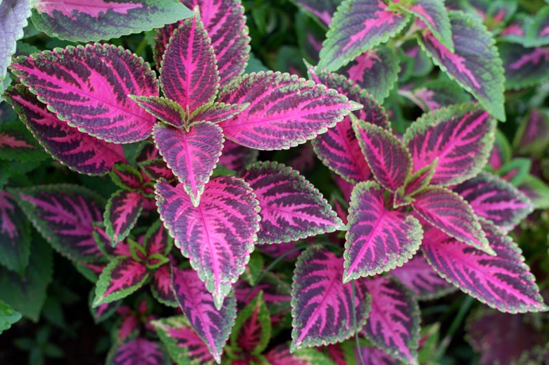 Trichoderma Pseudomonas Bacillus for Coleus
