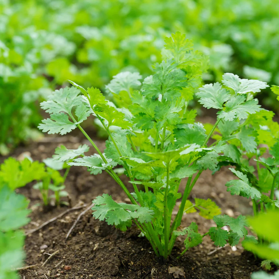 Trichoderma Pseudomonas Bacillus for Coriander