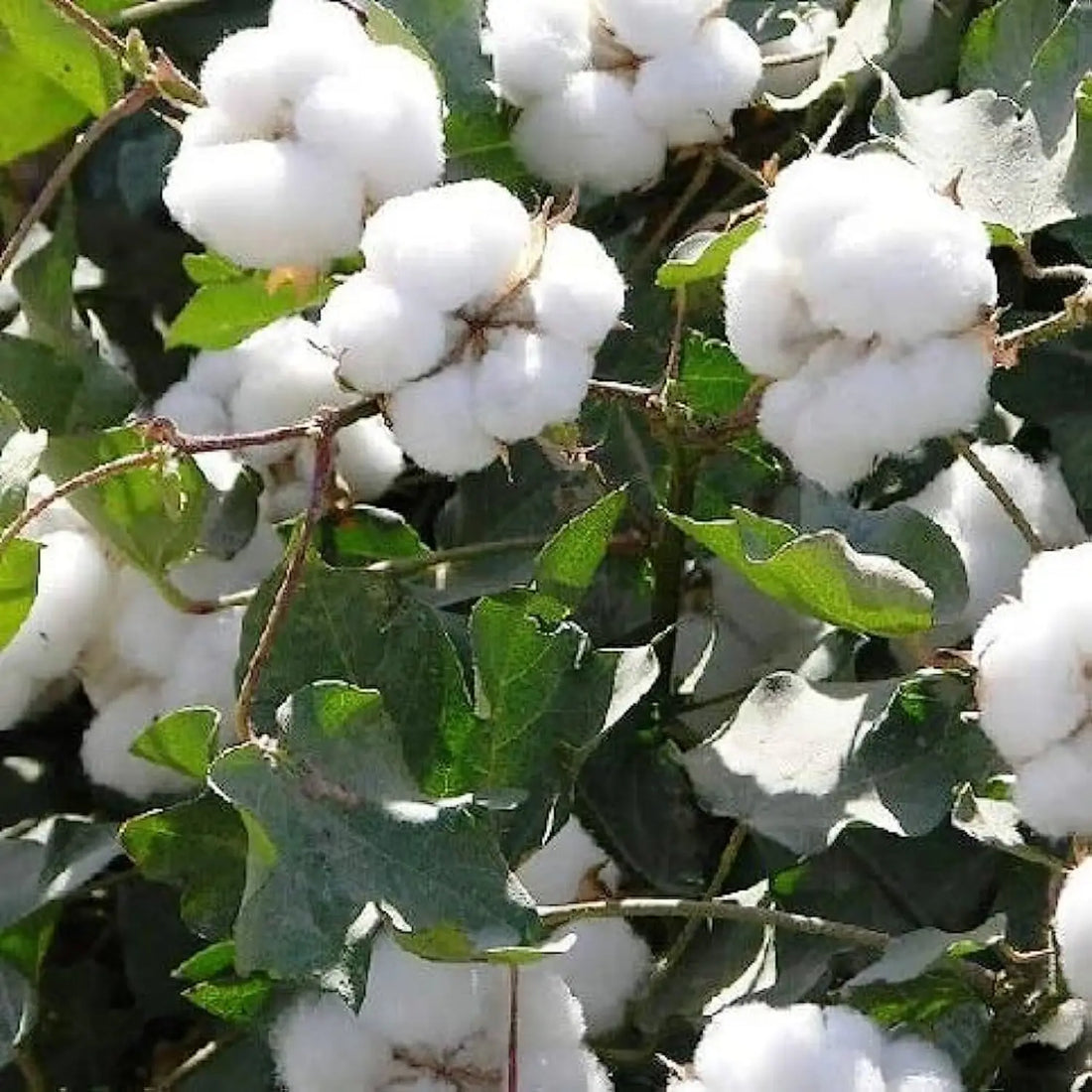 Trichoderma Pseudomonas Bacillus for Cotton