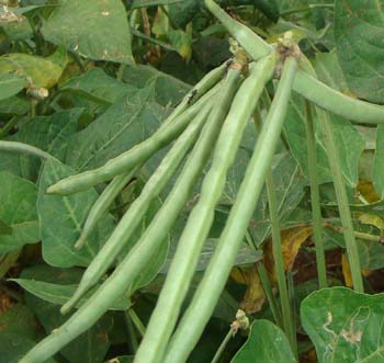 Trichoderma Pseudomonas Bacillus for Cowpea