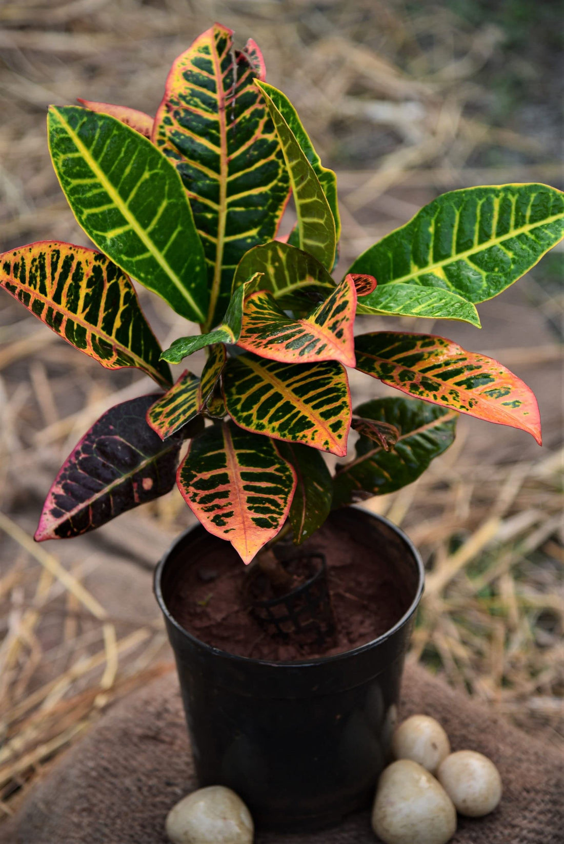 Trichoderma Pseudomonas Bacillus for Crotons