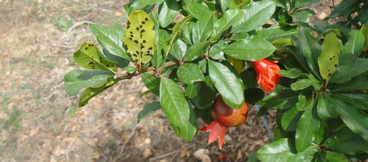 Bacillus subtilis: The Organic Solution for Controlling Pomegranate Blight
