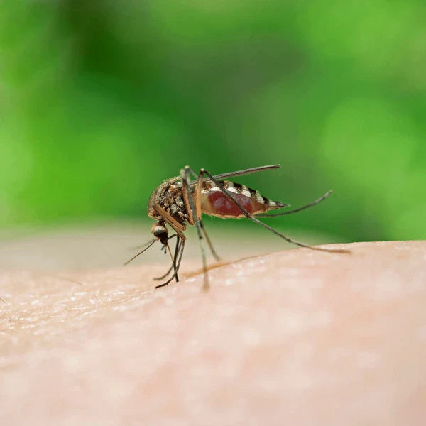 How to Kill Mosquito Larvae in Standing Water Using BTI: A Complete Guide