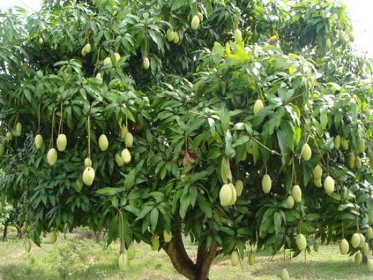 Streptomyces Lydicus for Bearing Mango Trees