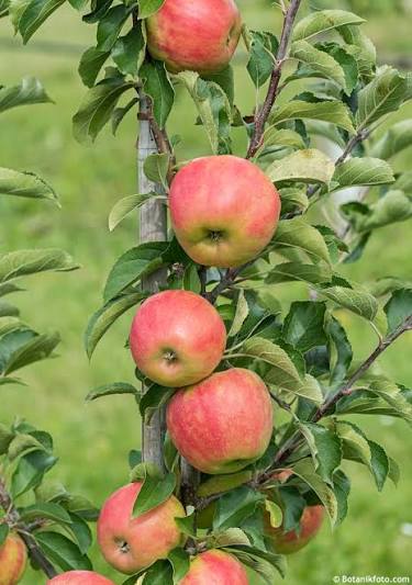 Streptomyces Lydicus for Apple Sustainable Orchard Management