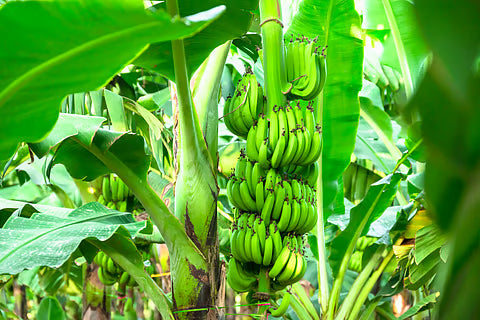 Regenerative Agriculture for Banana