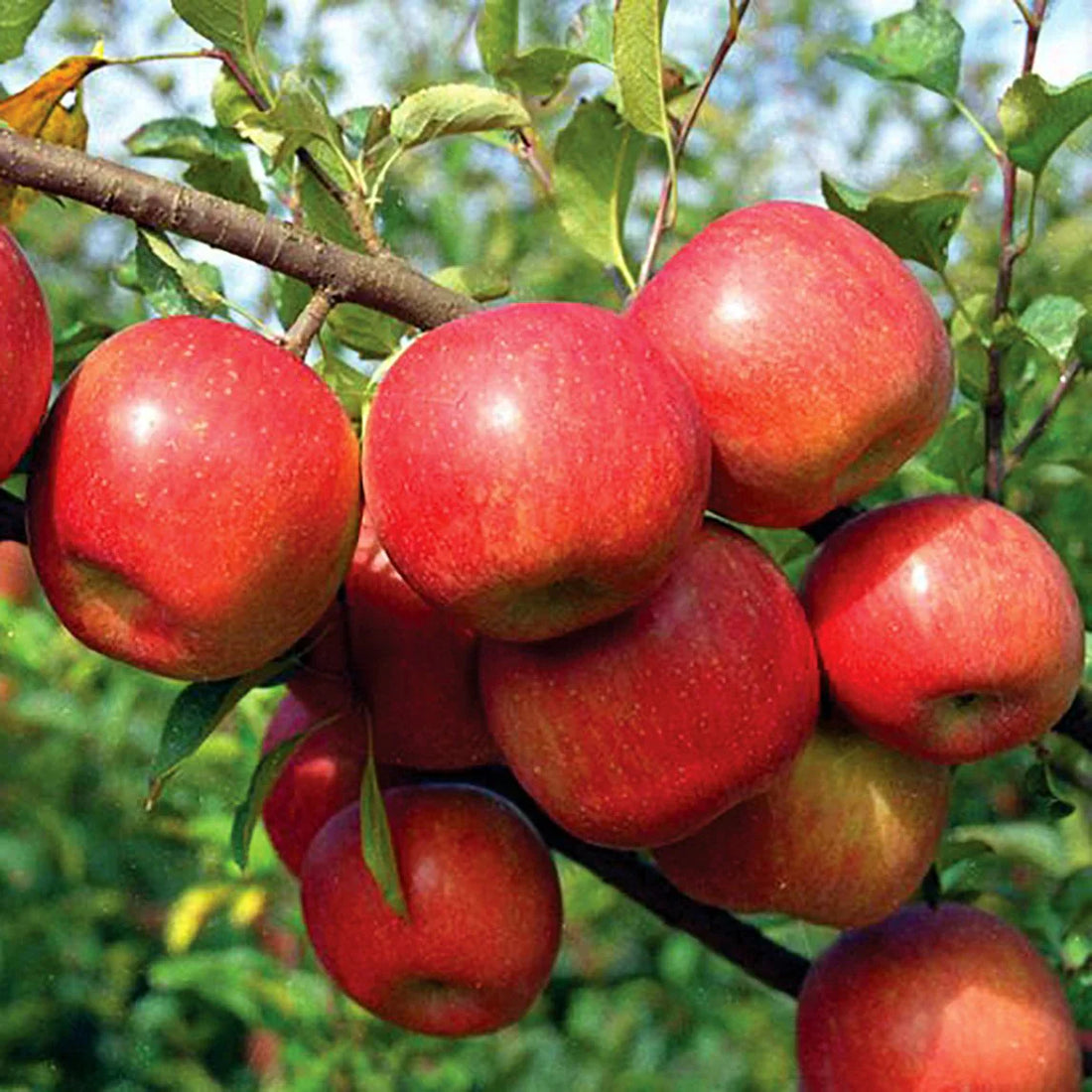 Streptomyces Lydicus for Apple Farming
