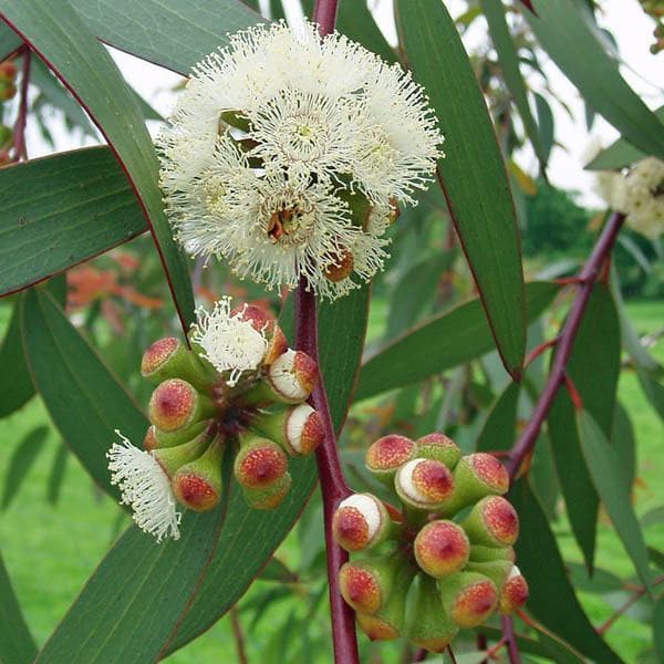 Trichoderma Pseudomonas Bacillus for Eucalyptus