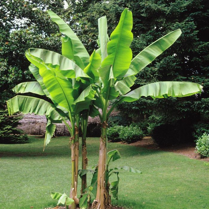 Natural Rhizosphere Management in Banana