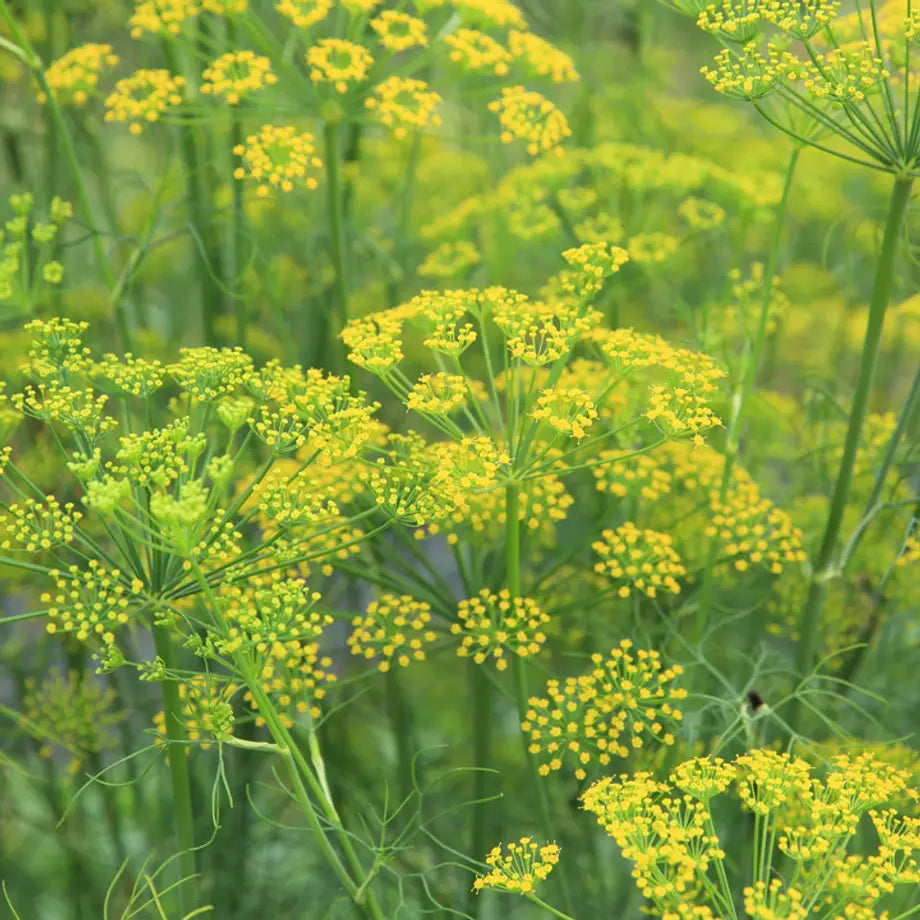 Trichoderma Pseudomonas Bacillus for Fennel