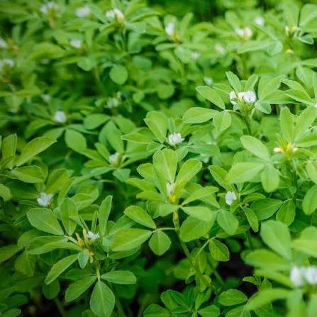 Trichoderma Pseudomonas Bacillus for Fenugreek