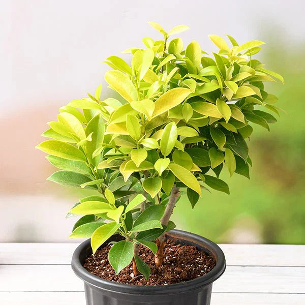 Trichoderma Pseudomonas Bacillus for Ficus