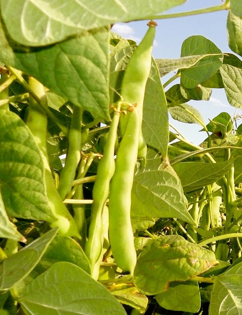 Trichoderma Pseudomonas Bacillus for Field Bean