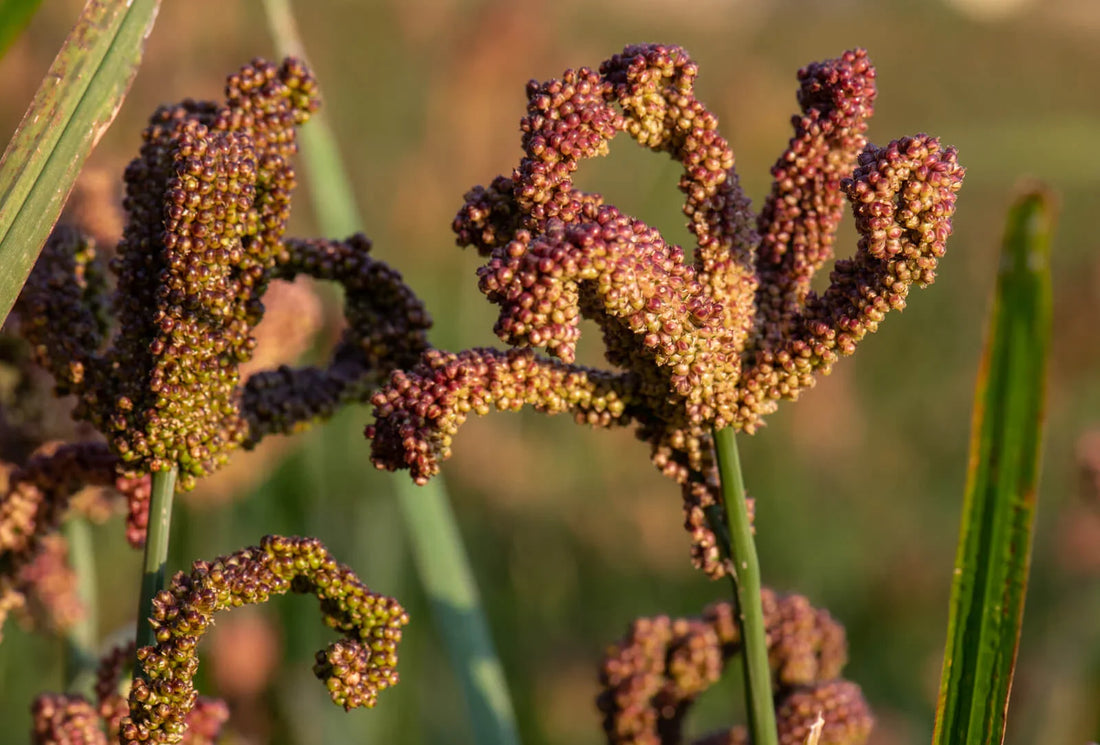 Trichoderma Pseudomonas Bacillus for Finger Millet