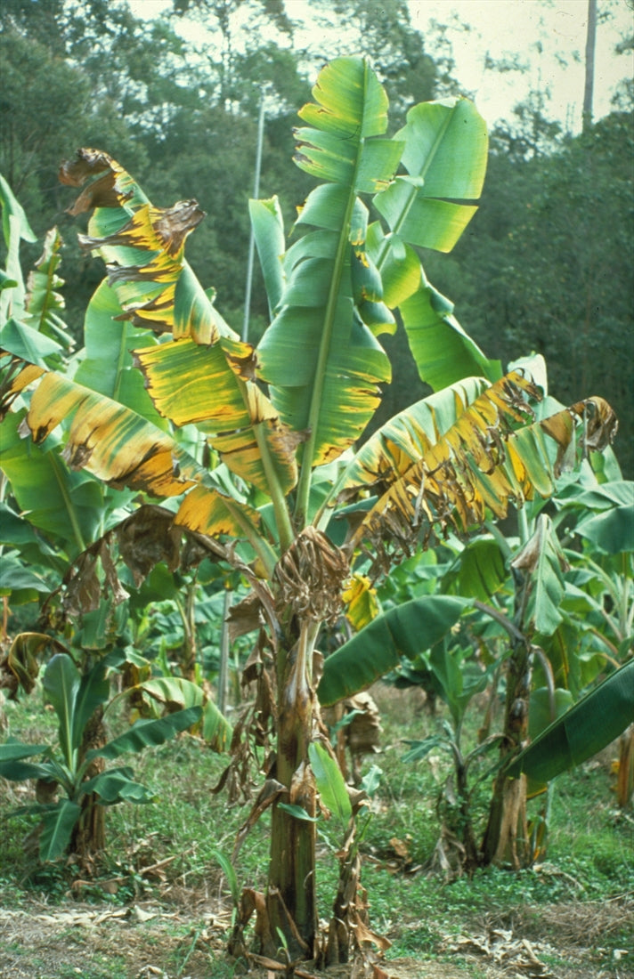 Best Biofungicide for Banana Wilt Management