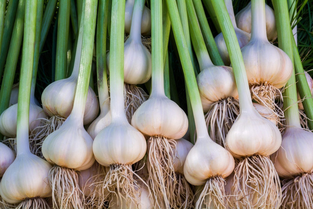 Trichoderma Pseudomonas Bacillus for Garlic