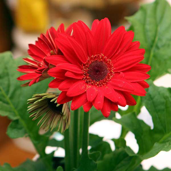 Trichoderma Pseudomonas Bacillus for Gerbera