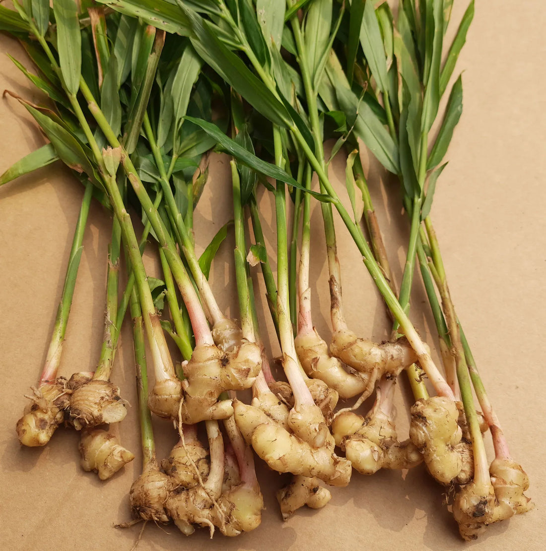 Trichoderma Pseudomonas Bacillus for Ginger