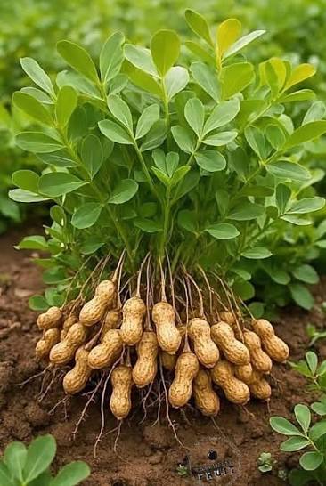 Trichoderma Pseudomonas Bacillus for Groundnut