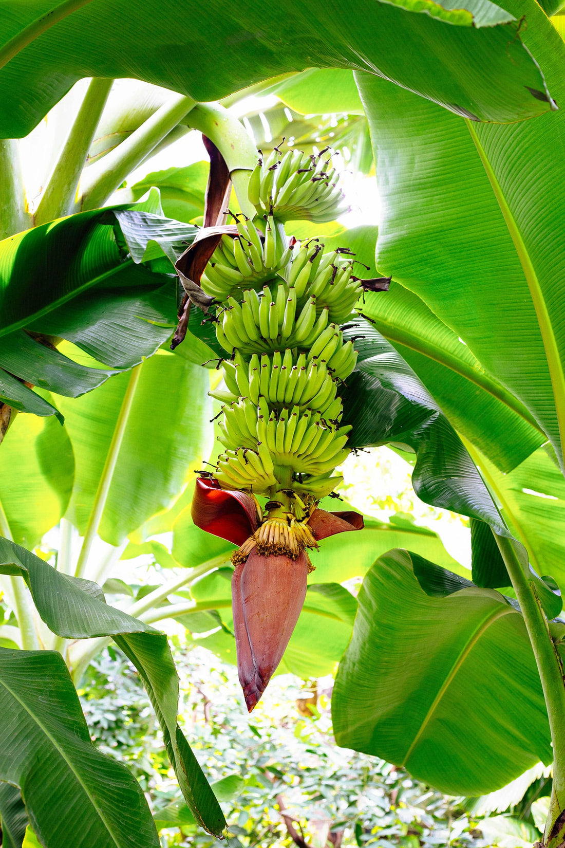 Streptomyces Lydicus for Banana Plants | Organic Biofungicide for Healthy Roots & Higher Yield