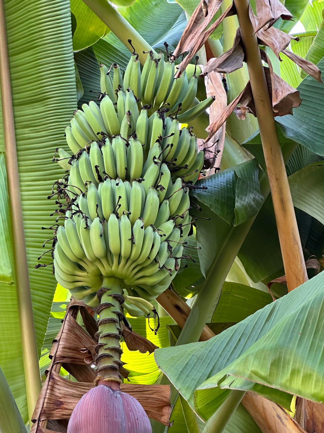 Improved Plant Stand in Banana