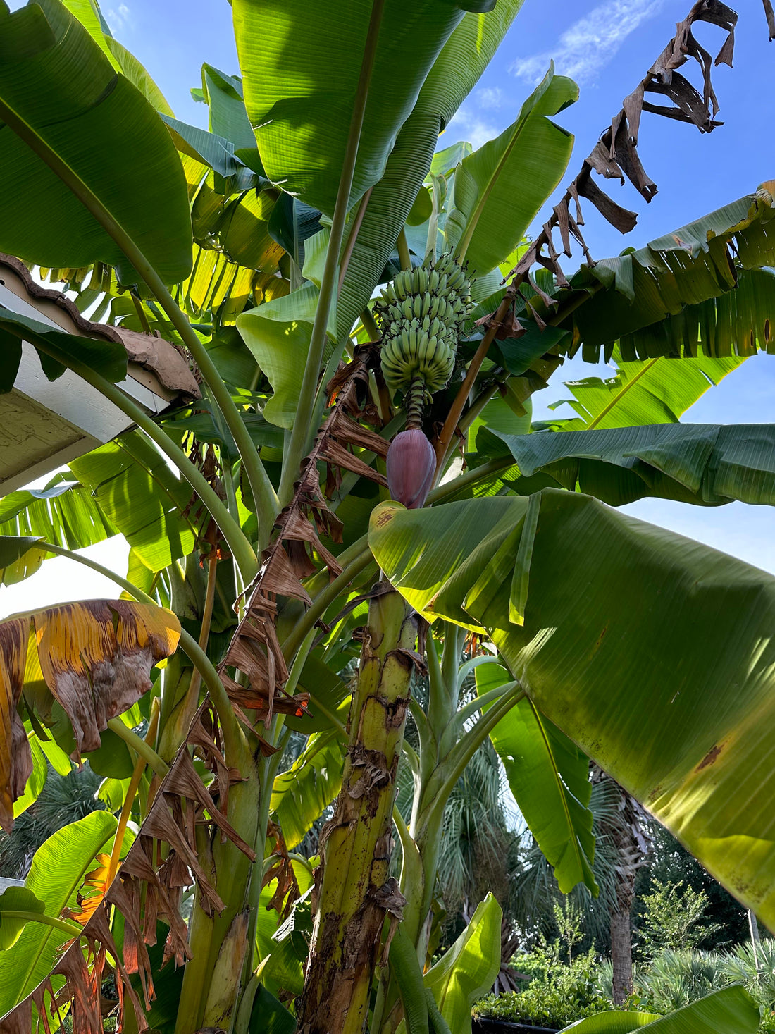 Organic Banana Farming Solutions