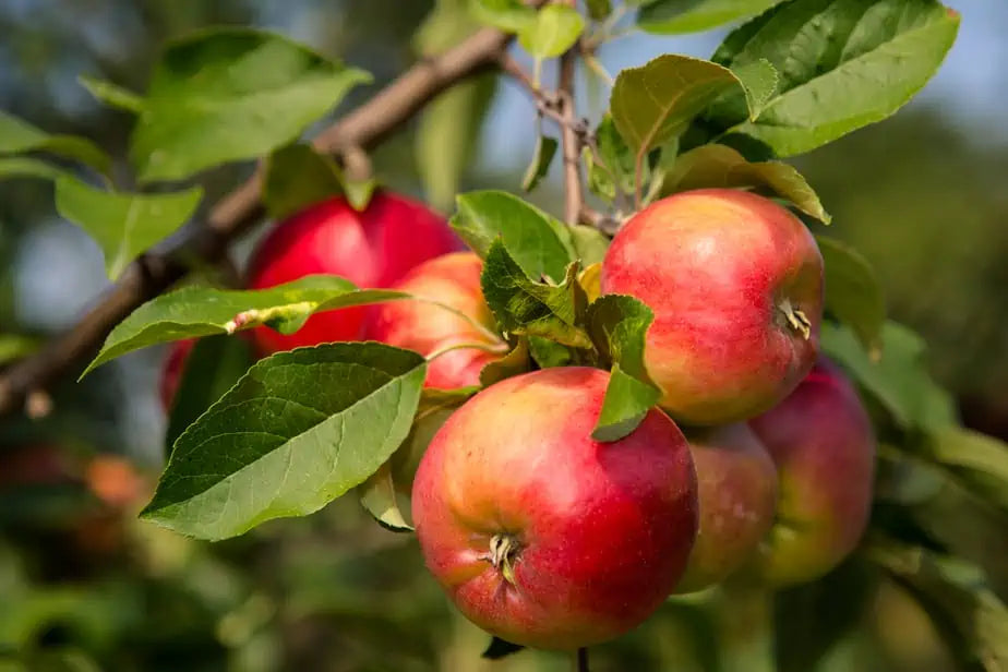 Streptomyces Lydicus for Apple Root Disease Prevention
