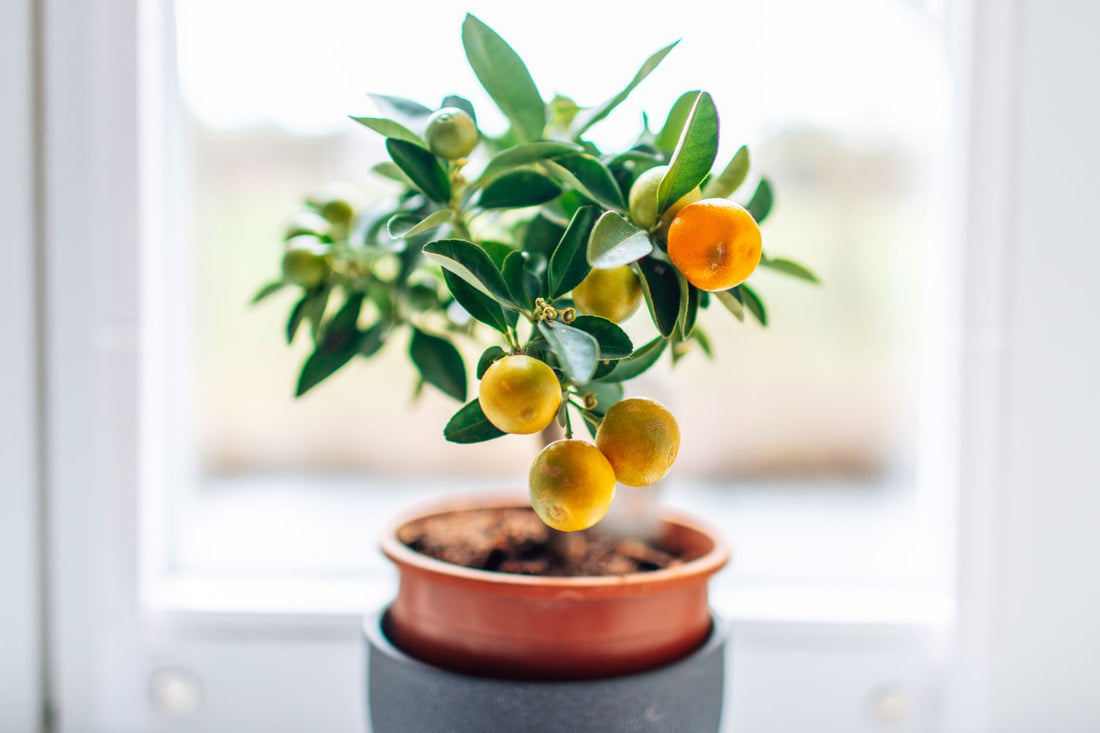 Streptomyces Lydicus for Healthy Citrus Trees