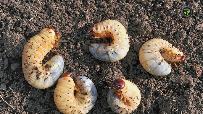 Controlling Arecanut White Grubs with Metarhizium, Verticillium, and & Beauveria