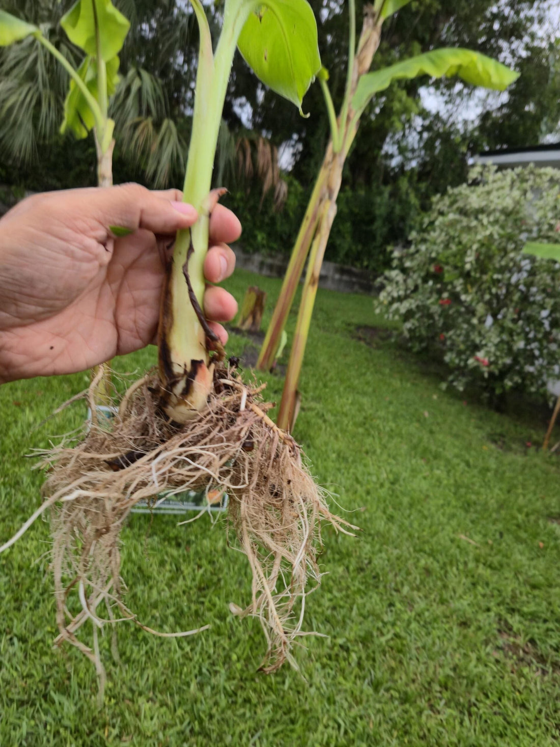 Enhancing Banana Root Growth Naturally