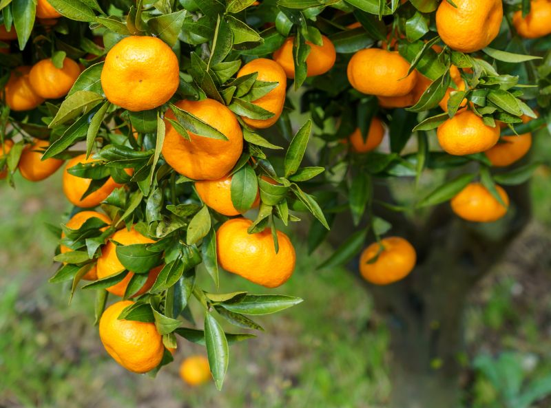Streptomyces Lydicus for Export Quality Citrus Production