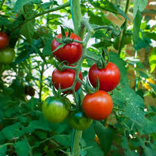 Boost Your Tomato Crop Naturally: How to Use Beneficial Bacteria in Soil & Foliar