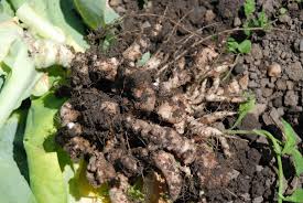 Defending Below Ground: Biofungicides for Healthy Broccoli Roots