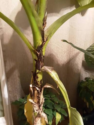 Control of Pythium Root Rot in Banana