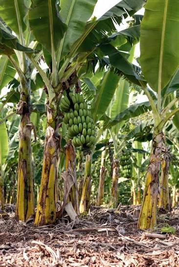 Biological Control of Soil-Borne Diseases in Banana