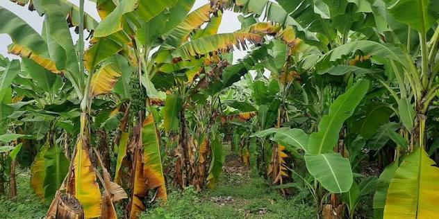 Sustainable Banana Disease Management