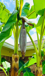 Root Zone Protection in Banana