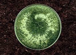 How to Use Trichoderma in Soil? (A Farmer’s Simple Guide)