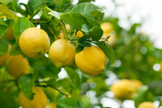 Streptomyces Lydicus for High-Density Citrus Orchards
