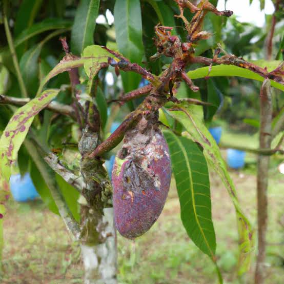 Streptomyces Lydicus for Mango Dieback Disease