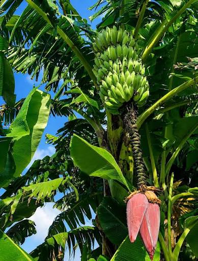 Healthy Root Zone for Higher Banana Yield