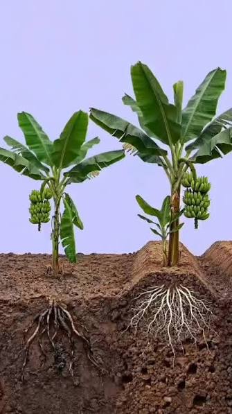 Improving Root Vigor After Transplanting